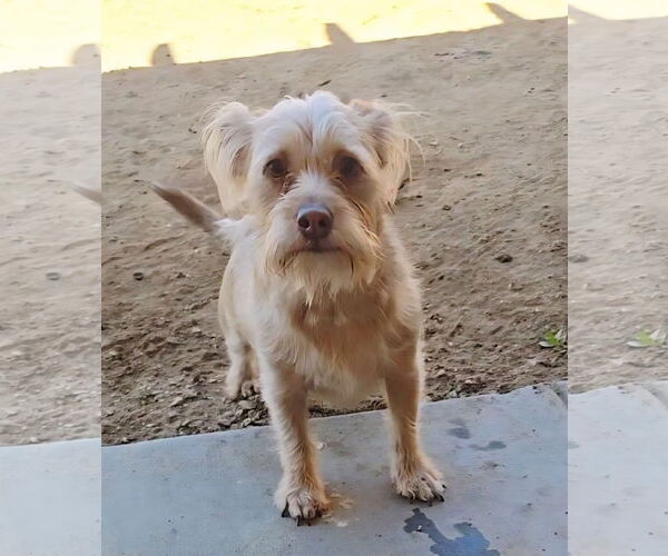Medium Photo #4 Cairn Terrier Puppy For Sale in Fallbrook, CA, USA