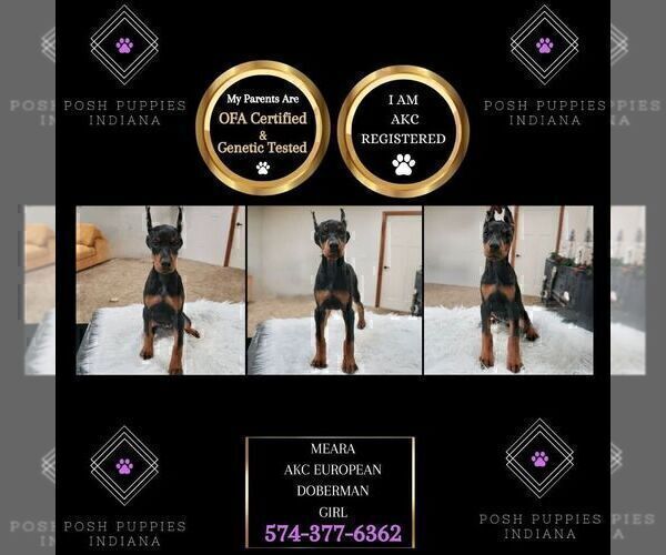 Medium Photo #67 Doberman Pinscher Puppy For Sale in WARSAW, IN, USA