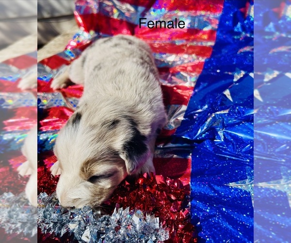 Medium Photo #7 Australian Shepherd Puppy For Sale in COTOPAXI, CO, USA