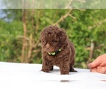 Small #28 ShihPoo