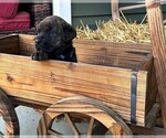 Small Photo #17 Rotticorso Puppy For Sale in REEVESVILLE, SC, USA