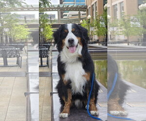 Bernese Mountain Dog Dogs for adoption in Sandy, UT, USA