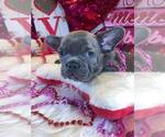 Small Photo #8 French Bulldog Puppy For Sale in HEATHROW, FL, USA