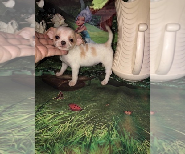 Medium Photo #3 Chihuahua Puppy For Sale in TRACY, CA, USA
