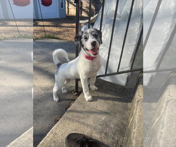 Medium Photo #2 Australian Shepherd Puppy For Sale in Thomasville, NC, USA
