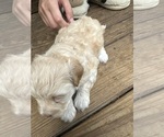 Small Photo #10 Maltipoo Puppy For Sale in RUSSELLVILLE, AL, USA