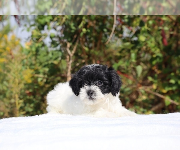 Medium Photo #2 ShihPoo Puppy For Sale in DYERSBURG, TN, USA