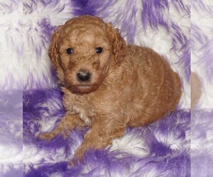 Labradoodle Puppy for sale in LA HABRA, CA, USA