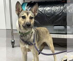Small #2 Feist Terrier Mix