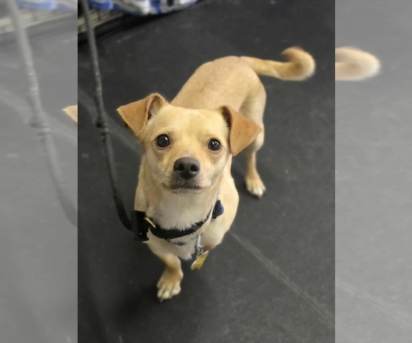 Medium Photo #5 Chihuahua Puppy For Sale in Sandy, UT, USA