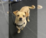 Small #4 Chihuahua