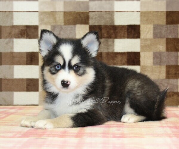 Medium Photo #2 Pomsky Puppy For Sale in DENVER, PA, USA