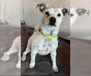 Mutt Dogs for adoption in Cranston, RI, USA