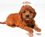 Small #2 Goldendoodle mix (+ Poodle Miniature)