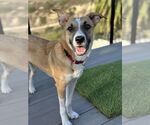 Small #8 Black Mouth Cur Mix