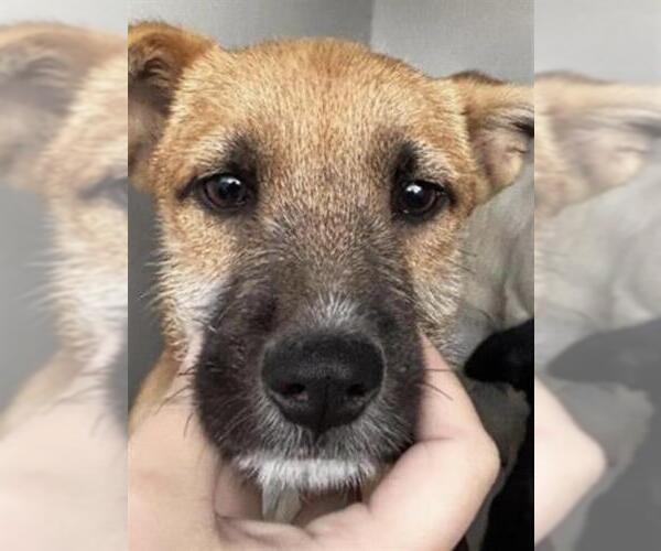 Medium Photo #1 Labrador Retriever-Unknown Mix Puppy For Sale in Houston, TX, USA