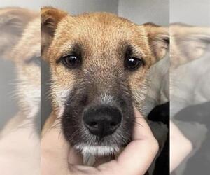 Labrador Retriever-Unknown Mix Dogs for adoption in Houston, TX, USA