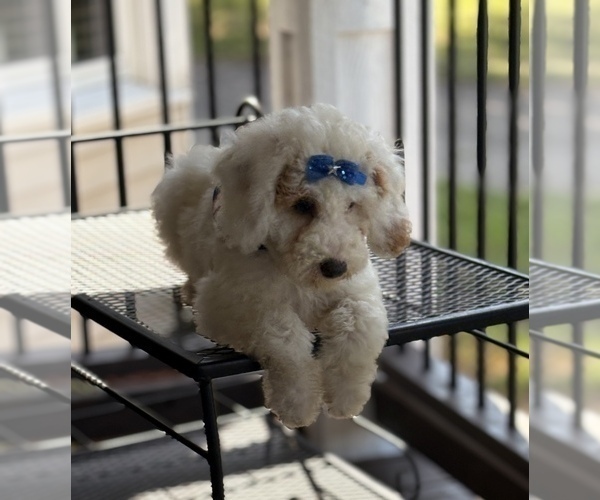 Medium Photo #13 Goldendoodle (Miniature) Puppy For Sale in SAINT MARYS, KS, USA