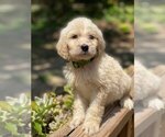 Small Photo #4 English Cream Golden Retriever-Poodle (Standard) Mix Puppy For Sale in MCDONOUGH, GA, USA