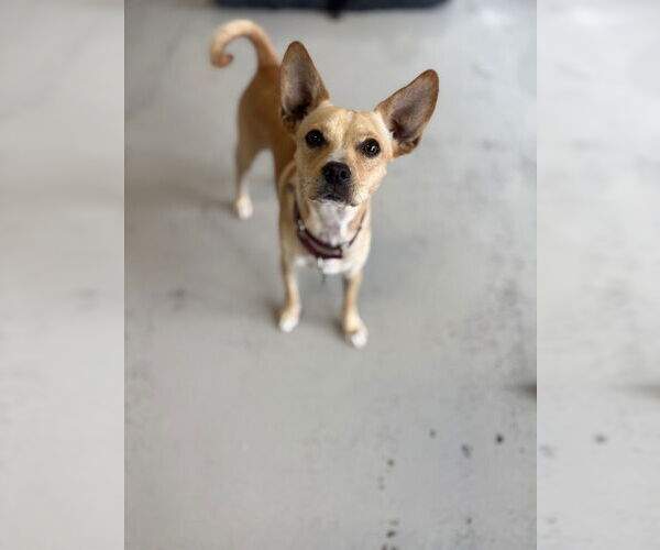 Medium Photo #4 Chihuahua Puppy For Sale in Studio City, CA, USA