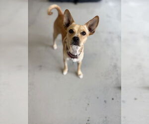 Paco #0444 - Male Chihuahua Dog for Adoption - Photo #4
