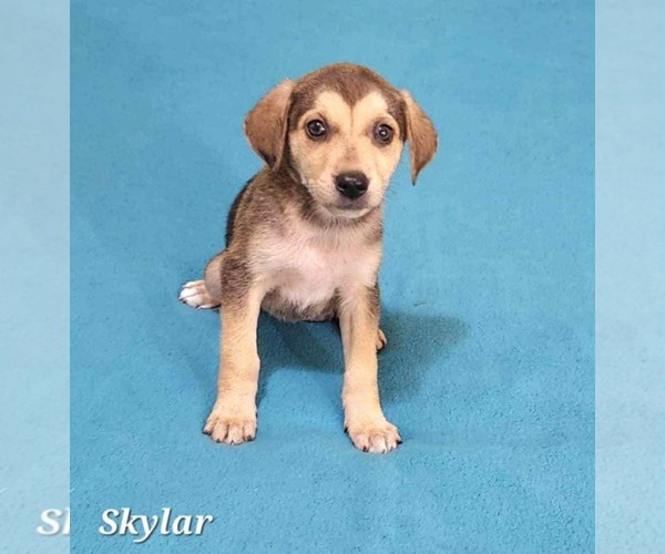 Medium Photo #2 Shepradors Puppy For Sale in SHERBURNE, NY, USA