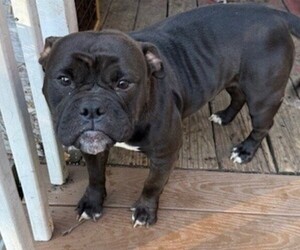 American Bully Dog for Adoption in ENFIELD, Connecticut USA