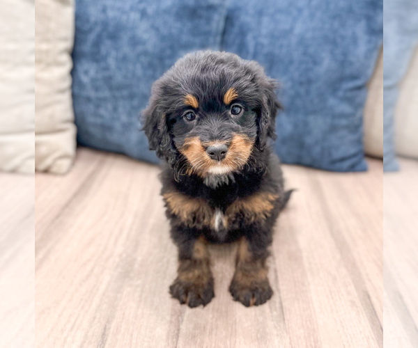Medium Photo #4 Bernedoodle (Miniature) Puppy For Sale in DUNDEE, OH, USA