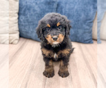 Small #3 Bernedoodle (Miniature)