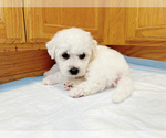 Puppy White Bichon Frise
