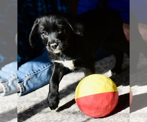 Medium Photo #1 Labrador Retriever-Unknown Mix Puppy For Sale in Mechanicsburg, PA, USA