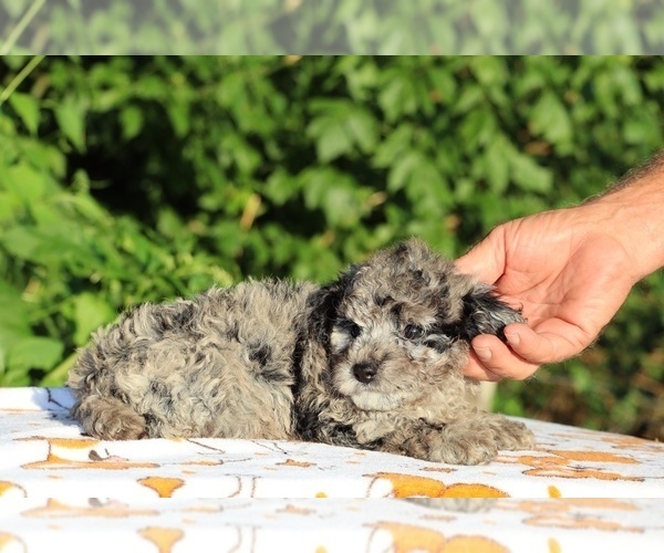Medium Photo #25 Poodle (Toy) Puppy For Sale in DYERSBURG, TN, USA
