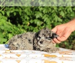 Small #24 Poodle (Toy)