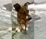 Small #3 Boxer Mix