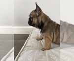 Small Photo #2 French Bulldog Puppy For Sale in BEAUMONT, CA, USA