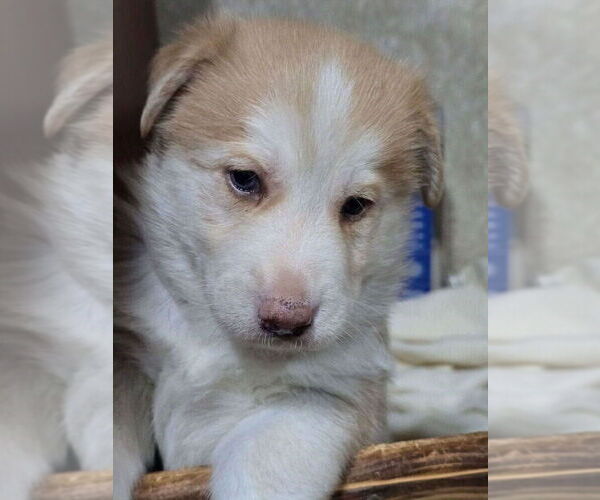 Medium Photo #1 Gerberian Shepsky Puppy For Sale in WISCONSIN RAPIDS, WI, USA