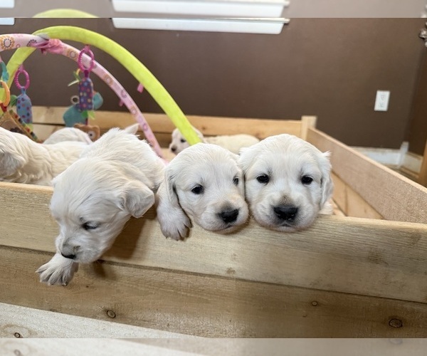 Medium Photo #12 English Cream Golden Retriever Puppy For Sale in MEDFORD TOWNSHIP, NJ, USA