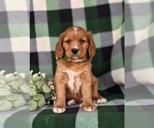 Golden Cavalier Puppy for sale in KIRKWOOD, PA, USA