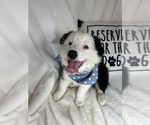 Small #3 Australian Shepherd