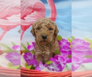 Goldendoodle Puppy for Sale in SPARTANBURG, South Carolina USA