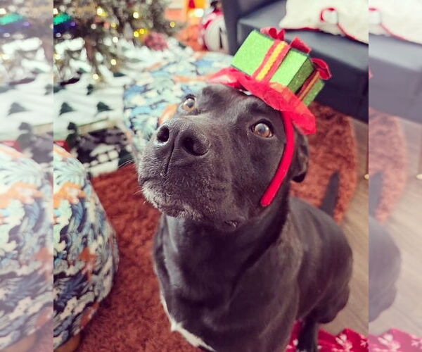 Medium Photo #5 Mutt Puppy For Sale in Myrtle Beach, SC, USA