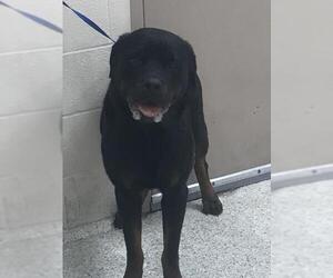 Rottweiler-Unknown Mix Dogs for adoption in Conroe, TX, USA