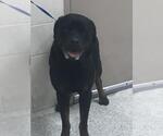 Small Rottweiler Mix