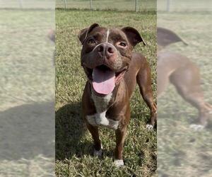 BRIGGS - Male Mutt Dog for Adoption - Photo #2