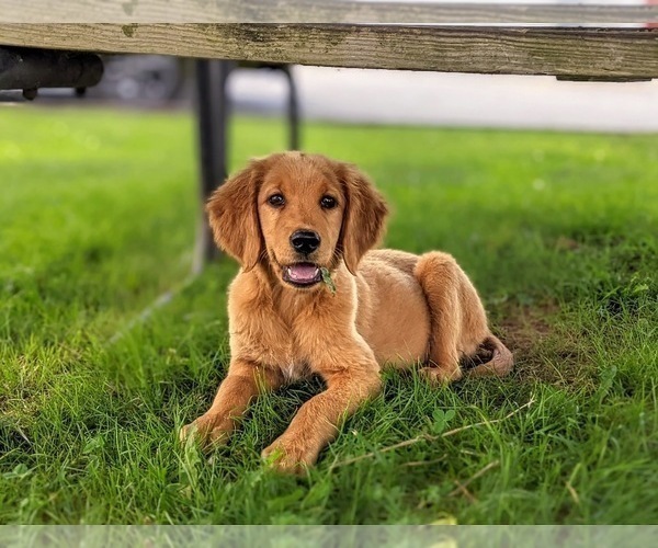 Medium Photo #9 Golden Retriever Puppy For Sale in OXFORD, PA, USA