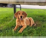 Small Photo #9 Golden Retriever Puppy For Sale in OXFORD, PA, USA