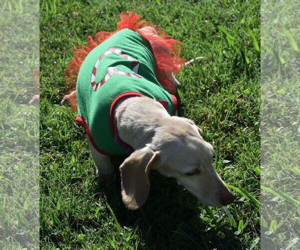 Medium Photo #20 Dachshund Puppy For Sale in Shelbyville, TN, USA