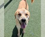 Small #1 Golden Labrador