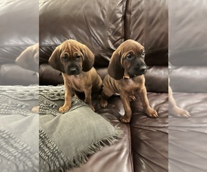 Redbone Coonhound Puppy for Sale in ALIQUIPPA, Pennsylvania USA