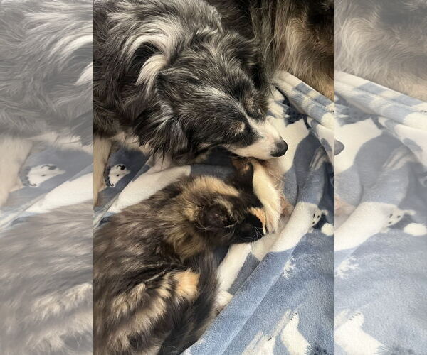 Medium Photo #8 Australian Shepherd-Unknown Mix Puppy For Sale in Princeton, MN, USA
